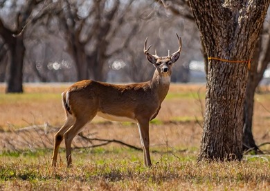 Howdy! Welcome to The Landings East at Pecan Plantation, LOT on Pecan Plantation Country Club in Texas - for sale on GolfHomes.com, golf home, golf lot