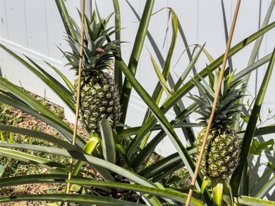 ABSOLUTELY IMMACULATE, Move-In ready 4-Bedroom, 2-Bath, Salt on DeBary Golf and Country Club in Florida - for sale on GolfHomes.com, golf home, golf lot