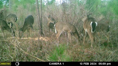 7.2 Acre lot adjacent to the Golf Club of Quincy that backs up on The Golf Club of Quincy in Florida - for sale on GolfHomes.com, golf home, golf lot