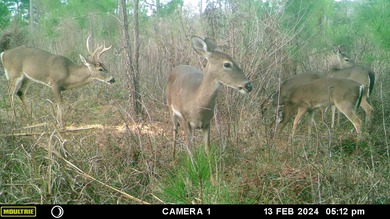 7.2 Acre lot adjacent to the Golf Club of Quincy that backs up on The Golf Club of Quincy in Florida - for sale on GolfHomes.com, golf home, golf lot