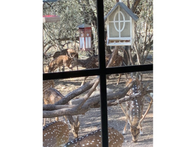YOU DON'T WANT TO MISS OUT ON THIS LITTLE GEM! This on Fort Clark Springs Golf Course in Texas - for sale on GolfHomes.com, golf home, golf lot