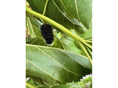 Welcome to this bright and inviting 3-bedroom, 2-bathroom home on Cresta Verde Golf Club in California - for sale on GolfHomes.com, golf home, golf lot