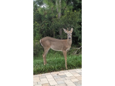 Immaculate 3-Bedroom Home with Private Conservation Views. This on Tampa Bay Golf and Country Club in Florida - for sale on GolfHomes.com, golf home, golf lot