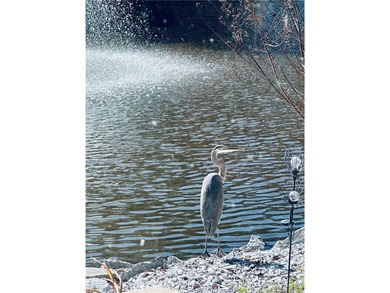 Linkside Village at Sea Palms offers a charming patio home, Unit on Sea Palms Golf and Tennis Resort in Georgia - for sale on GolfHomes.com, golf home, golf lot