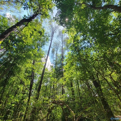 These beautiful adjacent lots are ready for your dream home! on Cherokee Ridge Country Club in Alabama - for sale on GolfHomes.com, golf home, golf lot