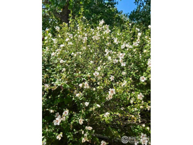 Experience unparalleled luxury in this stunning estate on Grandview Golf Course in Colorado - for sale on GolfHomes.com, golf home, golf lot