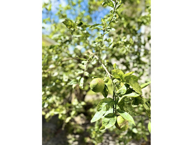 Discover the hidden gem of Hobe Sound with this elegant on Hobe Sound Golf Club in Florida - for sale on GolfHomes.com, golf home, golf lot