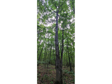 With hunting season officially here, we're excited to present on  in Arkansas - for sale on GolfHomes.com, golf home, golf lot