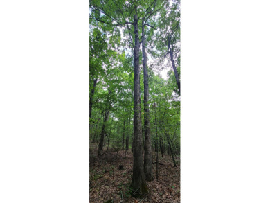 With hunting season officially here, we're excited to present on  in Arkansas - for sale on GolfHomes.com, golf home, golf lot