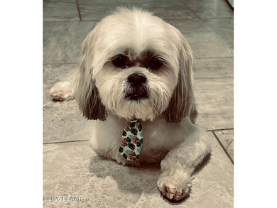 Turnkey Investment Gem - Fully Updated Home with High Rental on Daytona Beach Golf Club in Florida - for sale on GolfHomes.com, golf home, golf lot