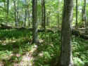 26 Acs of private wooded land with fairway & green frontage on for sale in Old Lyme Connecticut New London County County on GolfHomes.com