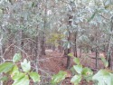 This is a great lot to build you home on. The lot size is just for sale in Williston South Carolina Barnwell County County on GolfHomes.com