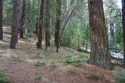 THIS IS THE WHIMSICAL FOREST LOT YOU'VE BEEN DREAMING OF! for sale in Blairsden California Plumas County County on GolfHomes.com