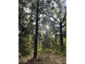 Build your dream home on this beautiful, heavily wooded 0, Texas