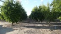 Property consists of a single APN 113-030-037 and is 36.07 acres for sale in Woodlake California Tulare County County on GolfHomes.com
