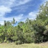 4 Acre wooded, rural/residential property conveniently located for sale in Pawleys Island South Carolina Georgetown County County on GolfHomes.com