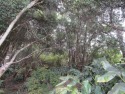 Only a short walk to the golf course!  Located near the end of for sale in Volcano Hawaii Big Island County County on GolfHomes.com