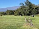 Prime cul-de-sac home site with vacant land on either side for sale in Volcano Hawaii Big Island County County on GolfHomes.com