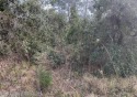This beautiful piece of land is high and dry and it  is 1.15 for sale in Weeki Wachee Florida Hernando County County on GolfHomes.com