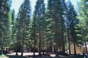 Level lot with an open space in the middle.  Nicely maintained for sale in Chester California Plumas County County on GolfHomes.com
