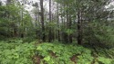 Two beautiful wooded parcels available to build your new home or for sale in Wolverine Michigan Cheboygan County County on GolfHomes.com
