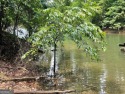 Don't miss this opportunity to build your dream home on a for sale in Westminster South Carolina Oconee County County on GolfHomes.com