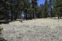 Great property in Alpine to have your dream home or nice summer for sale in Alpine Arizona Apache County County on GolfHomes.com