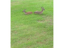  Ad# 6158516 golf course property for sale on GolfHomes.com