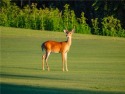  Ad# 6352149 golf course property for sale on GolfHomes.com