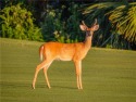  Ad# 6352149 golf course property for sale on GolfHomes.com
