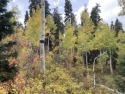 Beautiful Cabin/Recreational lot with tall Pines and Aspens in for sale in Fairview Utah Sanpete County County on GolfHomes.com