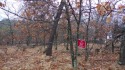 Lake Arrowhead wooded Lake Access lot with Walkout LL potential! for sale in Nekoosa Wisconsin Adams County County on GolfHomes.com