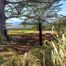 Dreaming forest is a lush 28.64 acre Ag estate perched on the for sale in Pahala Hawaii Big Island County County on GolfHomes.com