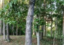 One of the last remaining lots in the Country Club area.  Easy for sale in Lexington North Carolina Davidson County County on GolfHomes.com