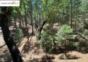 Nestled in the pines and cedars on a quiet cul-de-sac, this, California